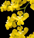 Onc. cheirophorum (cheirophorum 'Canary' x cheirophorum 'Sweetheart')
