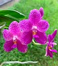 Phal. Mok Choi Yew (violacea var indigo 'Vini' x gigantea var alba 'Prince') 