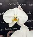 Phal. American Dreams (Norman's Mist ' Montclair' SM/16WOC x Yukimai 'Full Moon')