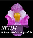 Schoenorchis scolopendria 