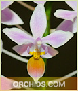 Phal. equestris var. ilocos  ( x )