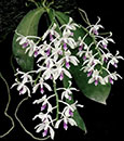 Phalaenopsis  fimbriata 