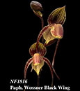 Paph. Wossner Black Wing  (rothschildianum ' Rex ' FCC/AOS x anitum ' Red ")