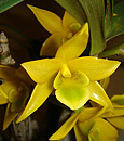 Den. trigonopus  ( x )