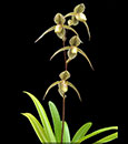 Paph. Gemstone's Randschild (rothschildianum ' x randsii)