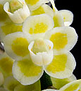 Chsch. viridflava var. flava  ( x )