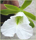 Encyclia  mariae  (Encyclia  mariae ' Giant ' x self),
