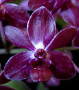 Neost. Pinky  (Neof. falcata x Rhy. gigantea var Red)