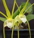 Den. tetragonum var album