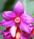Den. glomeratum (' Hsinying' SM/TOGA x 'Pink Giant' HCC/AOS)