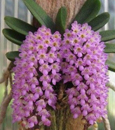 Schoenorchid fragrans  ( x )