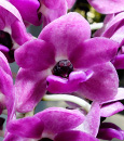 Rhy. gigantea  blue form  (gigantea ' Orange ' x gigantea ' Red ')
