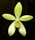 Phal. cochlearis  (cochlearis ' Malaysia' x cochlearis ' Indonesia')