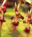 Bulbophyllum barbigerum  ( x )
