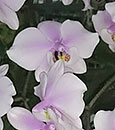 Phal. schilleriana from Sabah