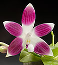 Phal. speciosa  (speciosa ' Panda  Purple' x speciosa ' Panda Red ')
