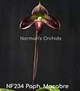 Paph. Macabre  ('Monte Vista' x ' American Beauty')