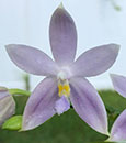 Phal. Jennifer Palermo var coerulea ( violacea var indigo x tetraspis var coerulea )