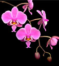 Phal. schilleriana  fma purpurata  (schilleriana ' La Flora' x  ' Purpurata ' MA'#2' AM/AOS)