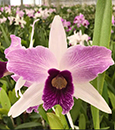 L. purpurata Hort Var Roxio-Violeta