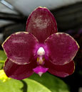 Phal Coral Islees ' Lung Ching' AM/AOS x Brother Ambo Passion 