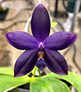 Phal. YangYang Blue Angel ( YangYang Blueberry x bellina var indigo ) 
