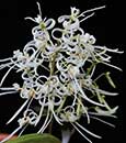Dendrobium wassellii  ('White Smoke'  x self ) 