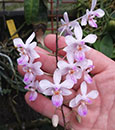 Phal. lindenii (Aurora) (lindenii 'Aurora's best' x self)