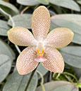 Phal. Norman's Silver Maiden  (Silvery Angels ' Plantium' x gigantea ' Red ') 