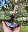 Phal. pulcherrima var marmorata
