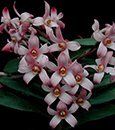 Maxillaria scalariformis 