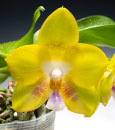 Phal.  Norman's Green Jewel  (March Jewel x Yungho Gelb Canary)