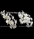 Phal. Bataan  (amabilis  fma Irian Java '24 H Fragrance ' x aphrodite ssp.  formosanum ‘Ta Wu’)