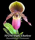 Paph. Charlene (haynaldianum x liemianum) 
