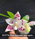 Phal. tetraspis fma spots  (" Peacock " x " Concentric ")