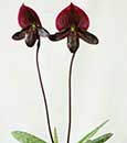 Paph. Norman's Wine (Raven 'Monte Vista' HCC/AOS x Kevin's Wine 'Monte Vista' HCC/AOS)