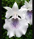 Cochleanthes amazonica  ( 'Jumbo' x 'Cali' )  