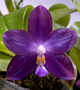 Phal. YangYang Reflex Blue  (YangYang Blue Liuli ' Panda ' x Mituo Reflex Dragon ' Blue-2' AM/AOS)