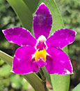 Phal. pulchra 4N  (pulchra ' Ember ' x self)