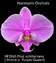 Phal. schilleriana ('Prince' x 'Purple Queen')