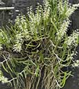 Den. linguiforme  ('White Angel' x 'Peace')