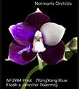 Phal. Prince Blue Dance (YangYang Blue Flash x Jennifer Palermo)