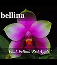 Phal. bellina  (' Montclair ' AM/AOS x ' Red Apple ')