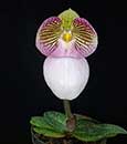 Paph. micranthum var eburneum (" Doung Ming ' x " Darling ")