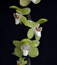 Chiloschista segawae (‘Formosa’ x ‘Green Genie’)