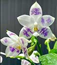 Phal.Prince Blue Star  (YangYang Blue Surprise x YangYang Ever Blue)