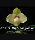 Paph. hangianum  ('Shen's Best' x 'Green Giant')