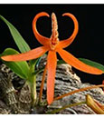 Dendrobium  lamyaiae  