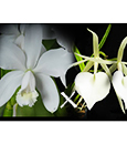 Bc. South Miami  (C. harrisoniana fma alba x B. nodosa 4N)