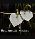 Bc. Little Birds  (Brassavola nodosa 'H & R' x Cattleya Harmill 'Orange Glow')